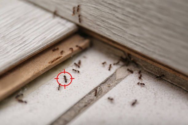 Best Wildlife Control Services  in Gordo, AL