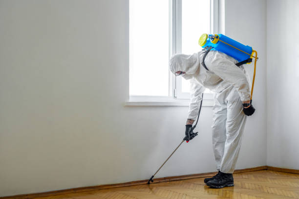 Best Wasp Removal Services  in Gordo, AL