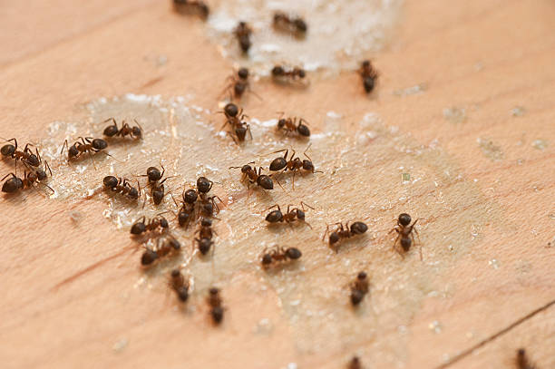 Best Flea Control Services  in Gordo, AL