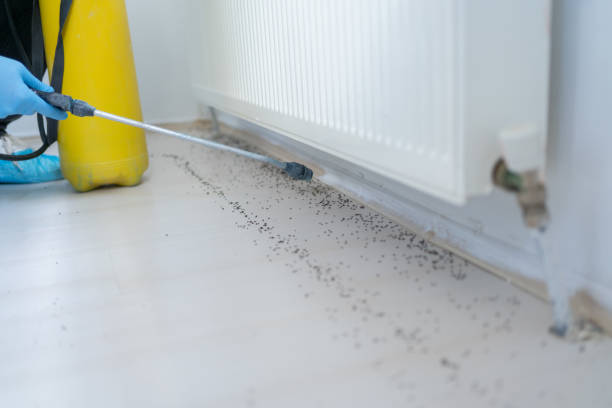 Best Pest Removal Services  in Gordo, AL